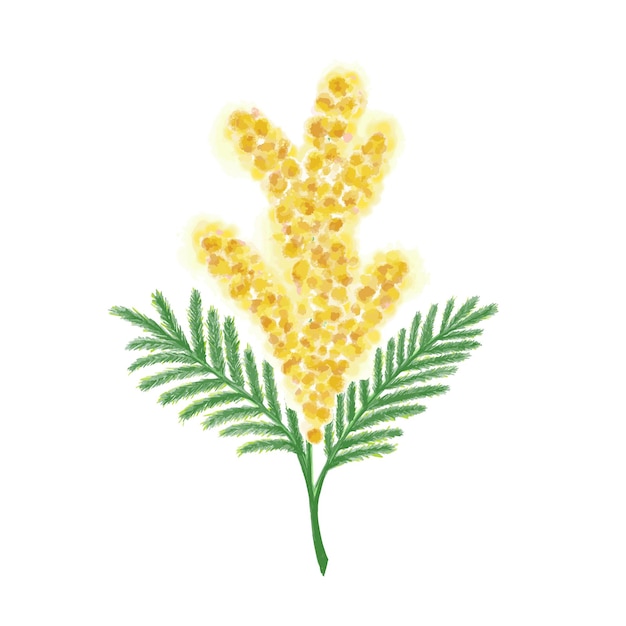 Vector mimosa flower hand drawn illustration