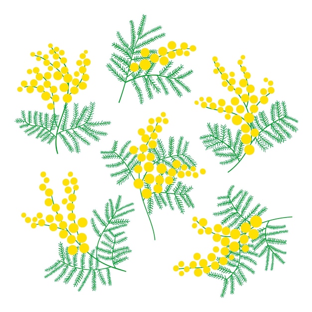 Mimosa plant flower illustration set