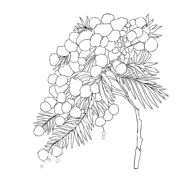 Mimosa Vector illustration of elegant flowers Plants Vector illustration by Line for coloring