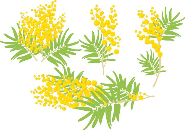 Vector mimosa vectors