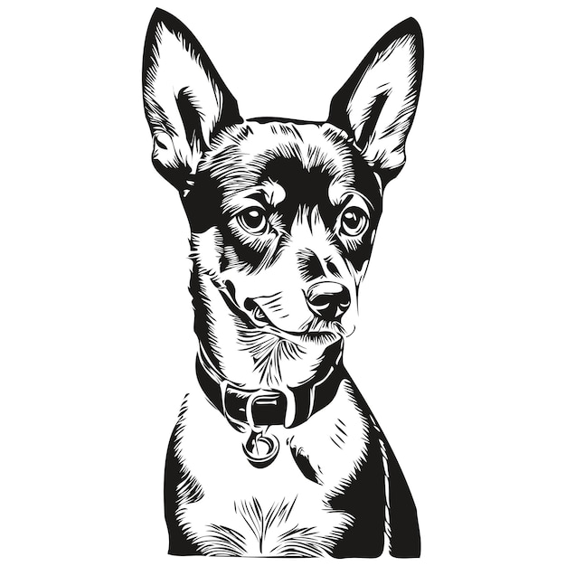 Miniature Pinscher dog outline pencil drawing artwork black character on white background realistic breed pet