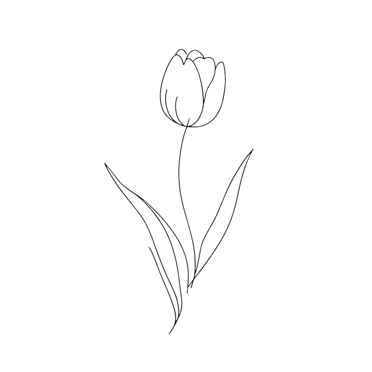 Vector minimal handdrawn single line vector illustration tulip flower stem leaves