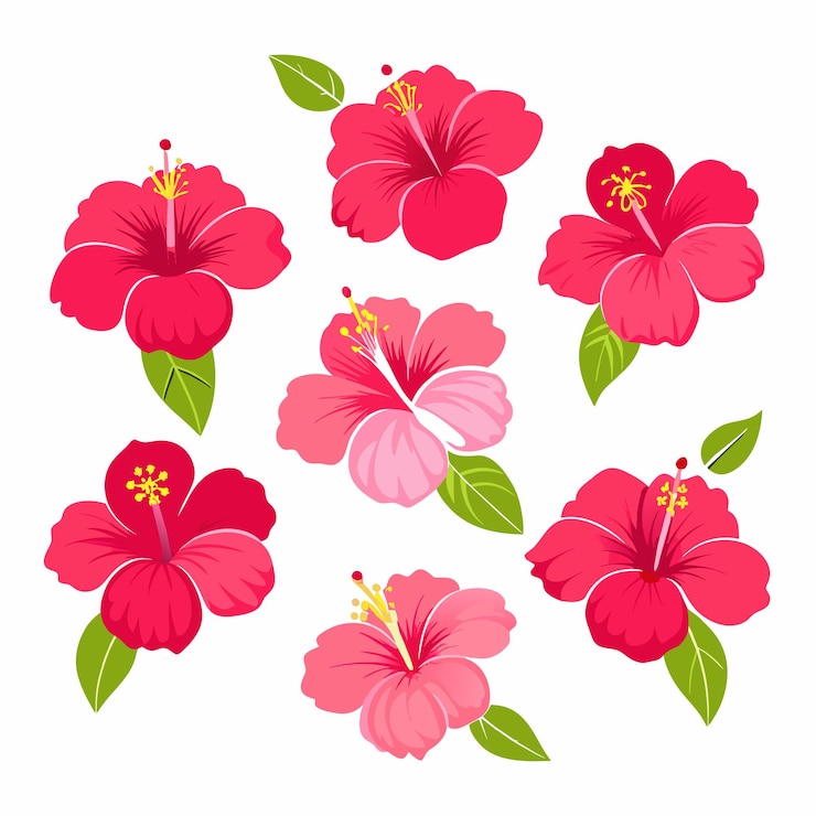 minimal Hibiscus flower set vector art illustration 17
