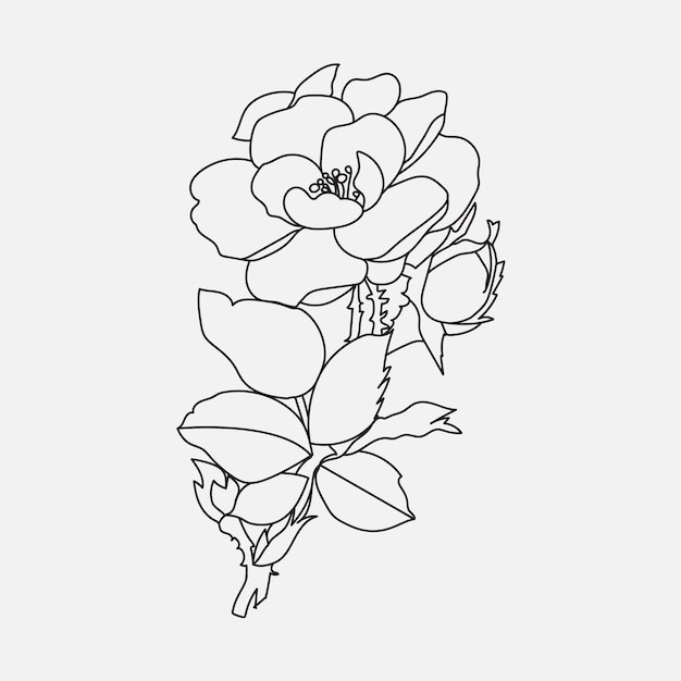 Minimal line hand drawing and sketch flower illustration