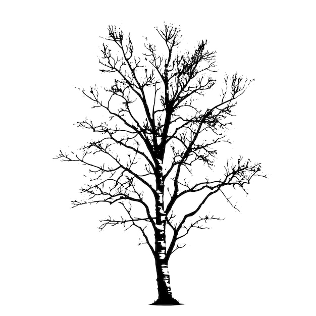 Minimalist Birch Winter Tree Silhouette
