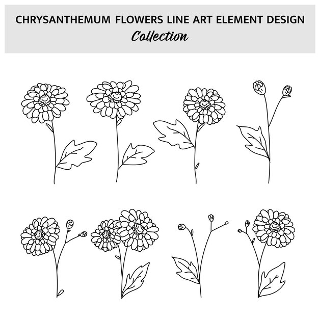 Minimalist Chrysanthemum Flower Hand Drawn