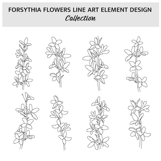 Vector minimalist forsythia flower hand drawn