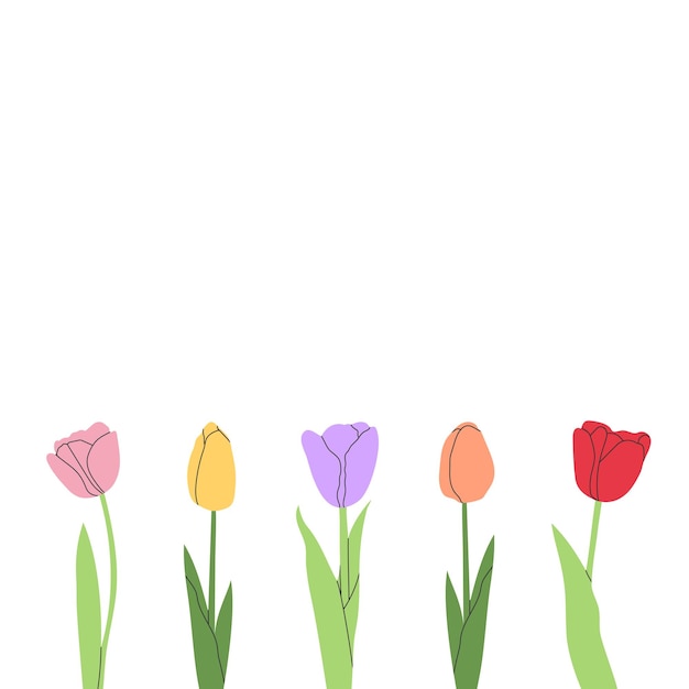 Minimalist illustration of colorful tulips on white background Elegant floral design for prints