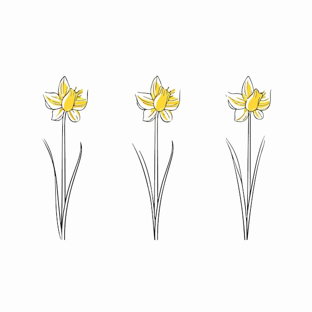 Vector minimalistic daffodil outline illustration