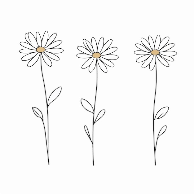 Vector minimalistic daisy outline illustration