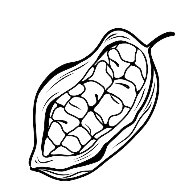 Vector minimalistic illustration of half a cocoa bean with seeds cut open fruit in line style