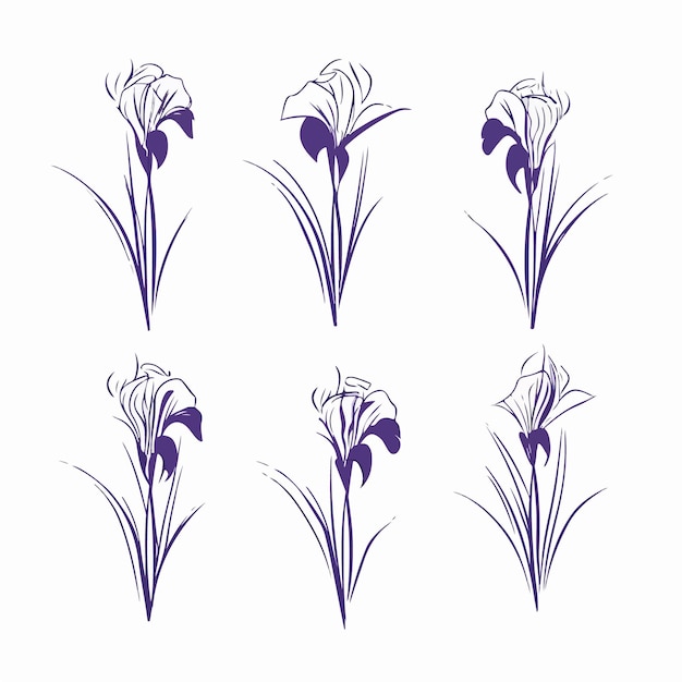Vector minimalistic iris outline illustration
