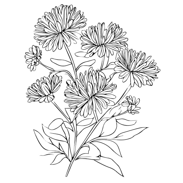 minimalistische aster bloem tattoo zwarte aster tattoo kleine zwarte aster tattoo aster bloem tekening