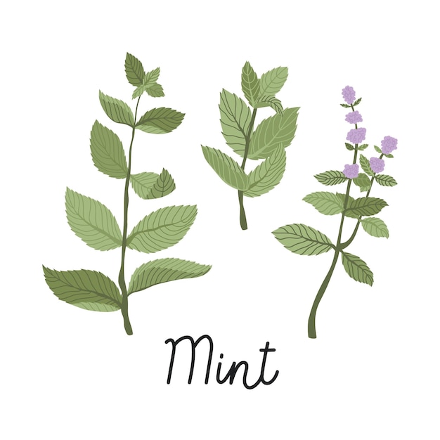 Mint branches with flowers and leaves hand drawn flat illustrations. With the inscription. Vector