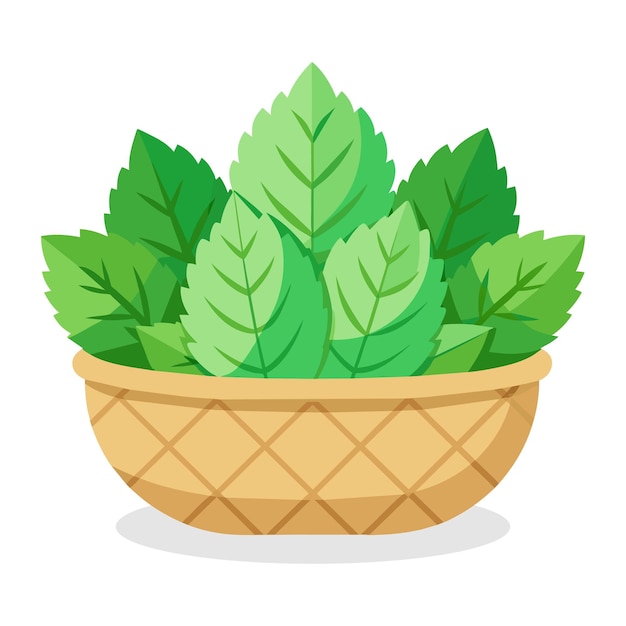 Vector mint in busket green leafy vegetables vector illustration