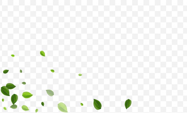 Vector mint foliage. lime leaves