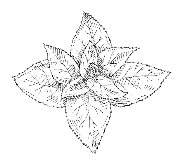 葉のあるミントの新鮮な枝。ヴィンテージハッチングベクトルモノクロ黒イラスト。白い背景で隔離。手描きデザイン