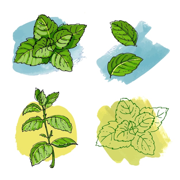 Mint icon. Spicy Italian herbs. Color sketch of houseplant line on a white background.