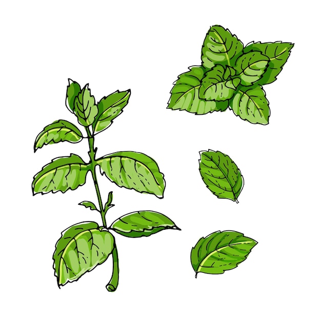 Mint icon. spicy italian herbs. color sketch vector on a white background.