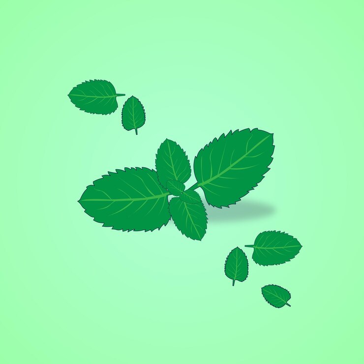 Vector mint leaf ilustration
