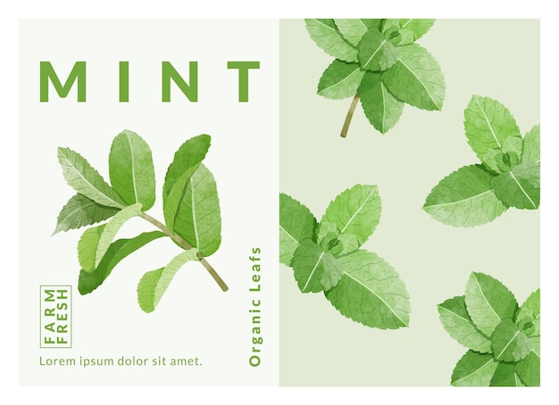 Vector mint leaf packaging design templates watercolour style vector illustration
