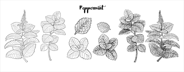 Mint leaf vector. hand drawn ink. botanical drawing. mint leaf vector set. hand drawn fresh peppermi