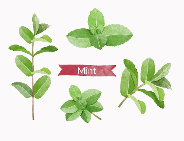 Mint leaves Design elements set watercolour style vector illustration