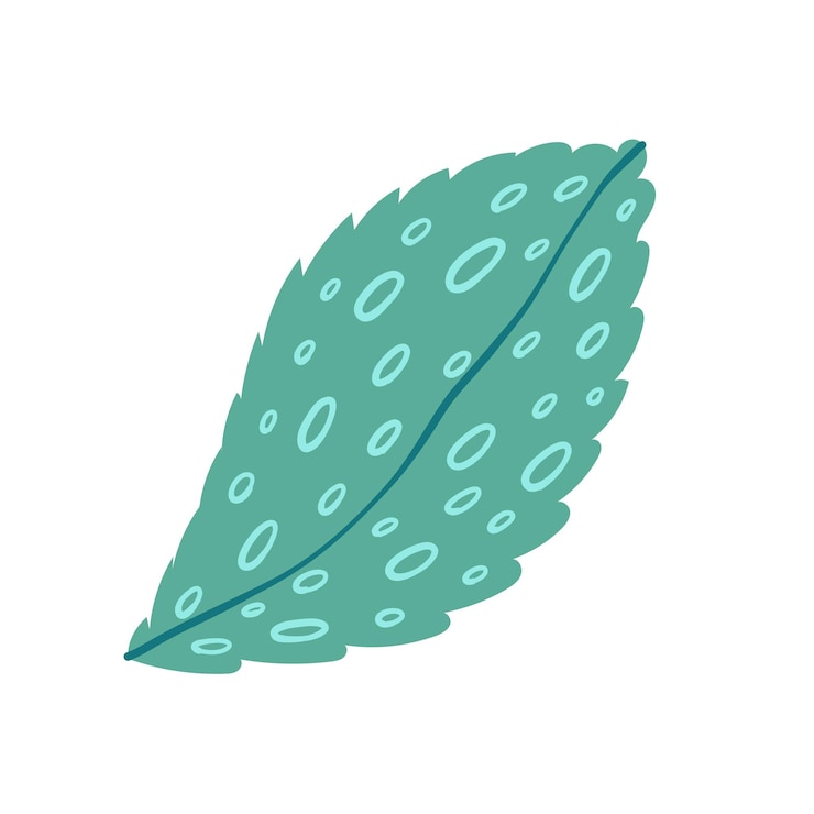 Vector mint on white background vector illustration