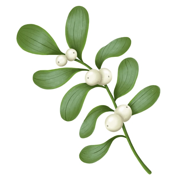 Mistletoe branch vector illustration