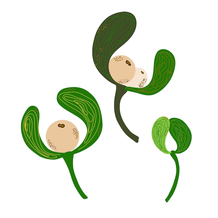 Vector mistletoe flat cartoon style vector