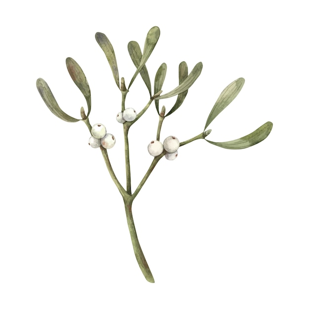 mistletoe with white berries christmas winter plant watercolor illustration on isolated