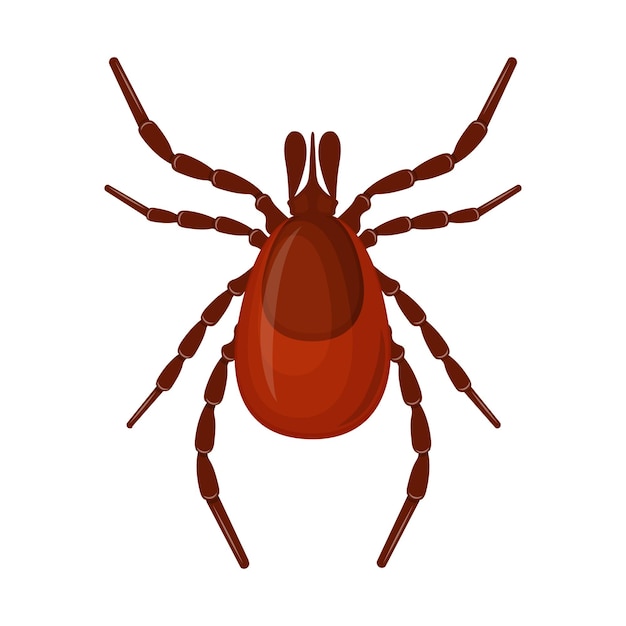 mite. image of a parasite tick. the blood-sucking insect is a pest. vector illustration isolated on a white background