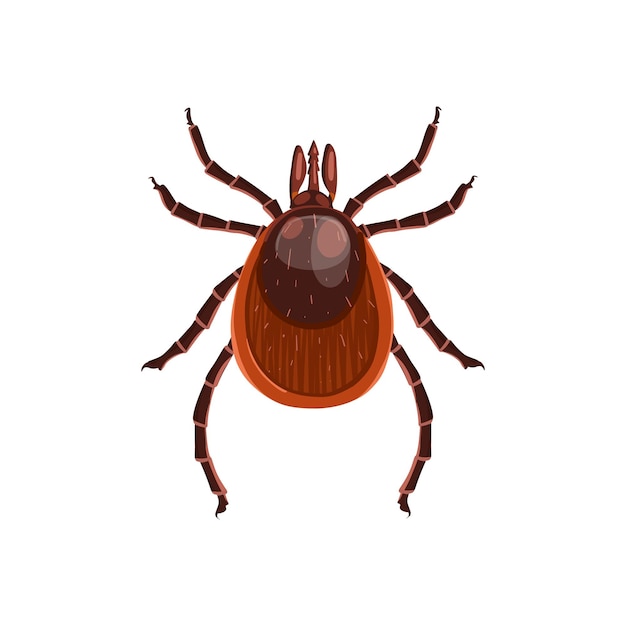 mite insect realistic mite on whit background