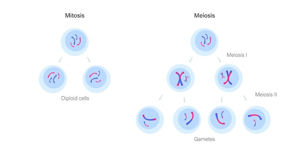 Вектор Митоз и мейоз
