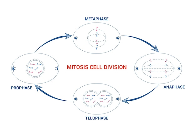ミトーシス・セル・プロファーズ・メタファーズ・アナファーズ・テロファーズ・ベクトル・イラストレーション 細胞分裂