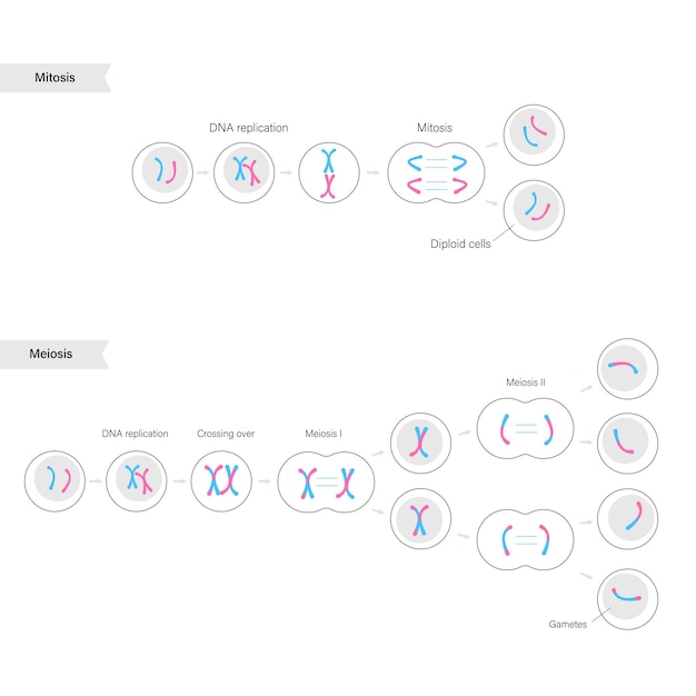 Mitosis and meiosis