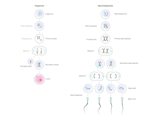 Mitosis