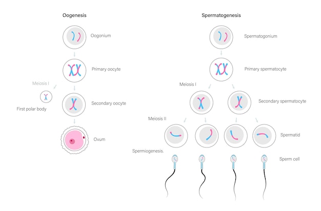 Vector mitosis