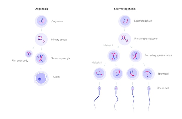 Vector mitosis