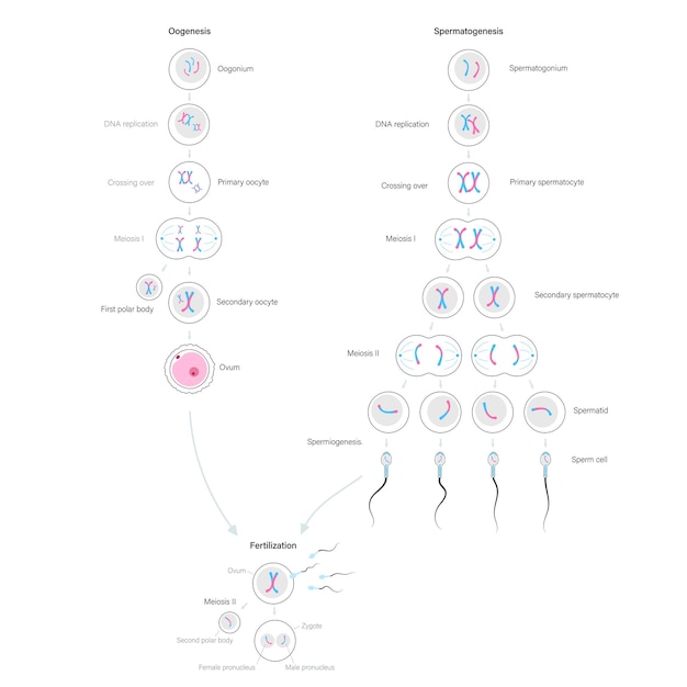 Vector mitosis