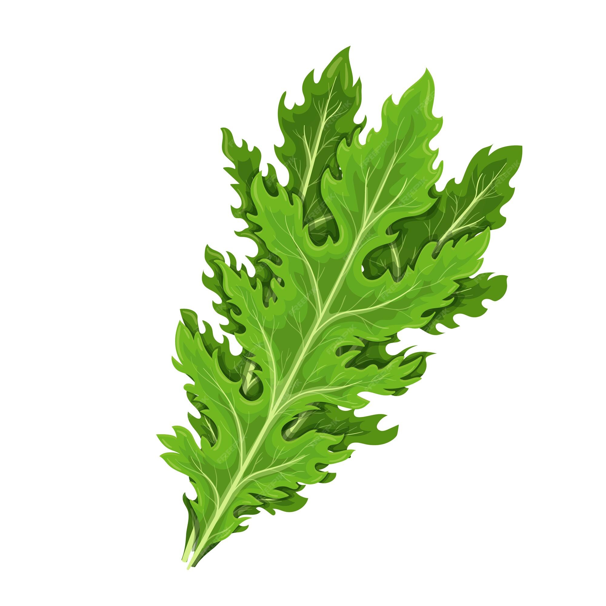 Premium Vector | Mizuna lettuce green leaves. japanese mustard greens  vector illustration.