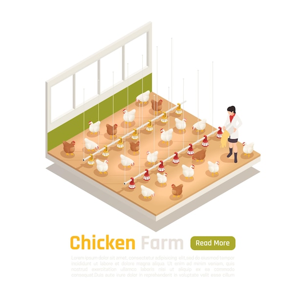 Modern chicken poultry farm facility isometric element with automated watering feeding and eggs collection system  banner