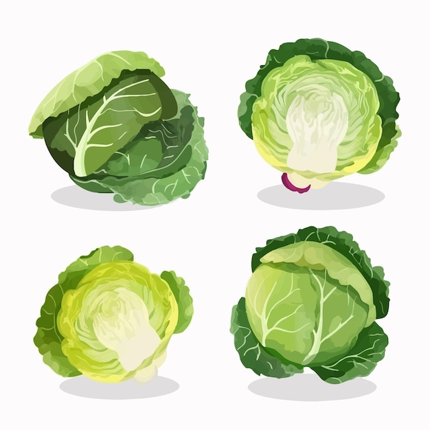 Modern flatstyle cabbage and vegetable illustration pack