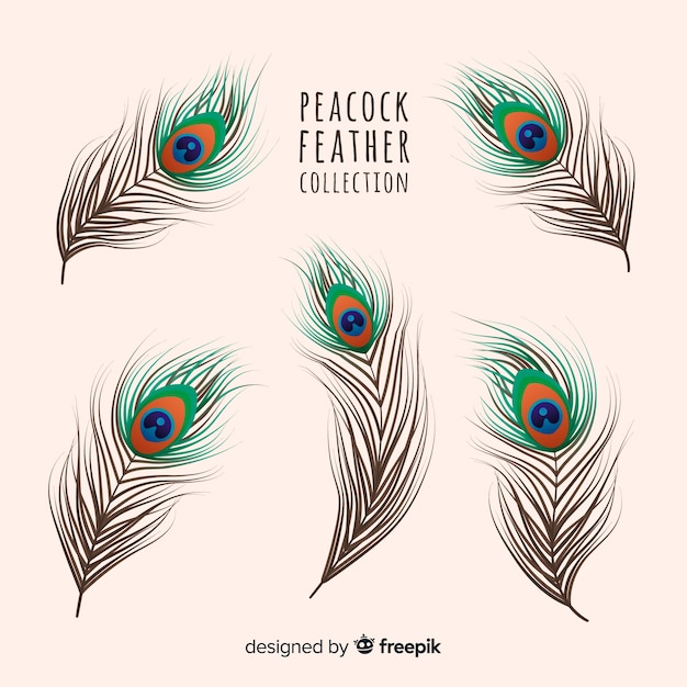 Vector modern hand drawn peacock feather collection