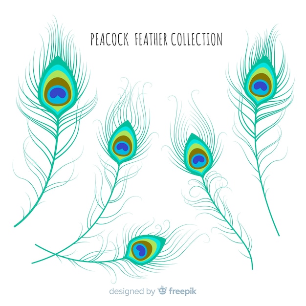 Vector modern hand drawn peacock feather collection