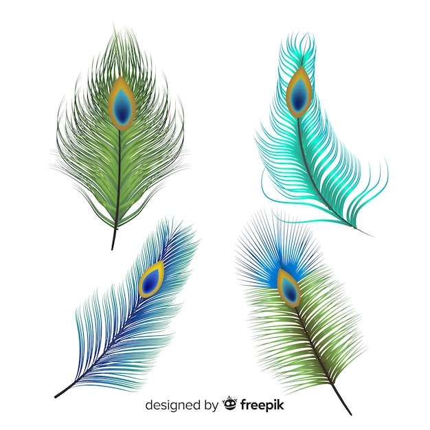 Modern hand drawn peacock feather collection