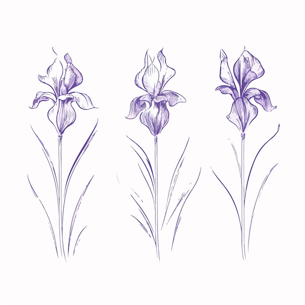 Modern iris artwork with precise vector lines