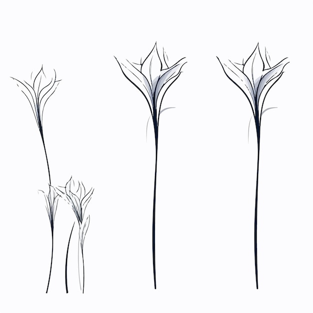 Modern lily artwork with precise vector lines