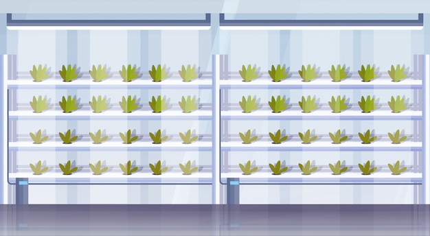 Orizzontale astuto di industria di coltivazione delle piante verdi di concetto di sistema di agricoltura verticale interno idroponico organico moderno dell'azienda agricola