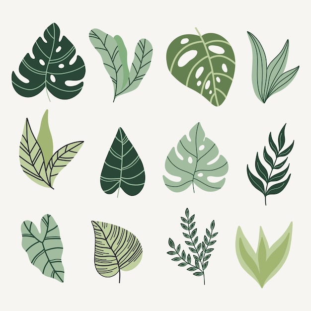 Vector modern tropical leaves set monstera palmbananas leaves